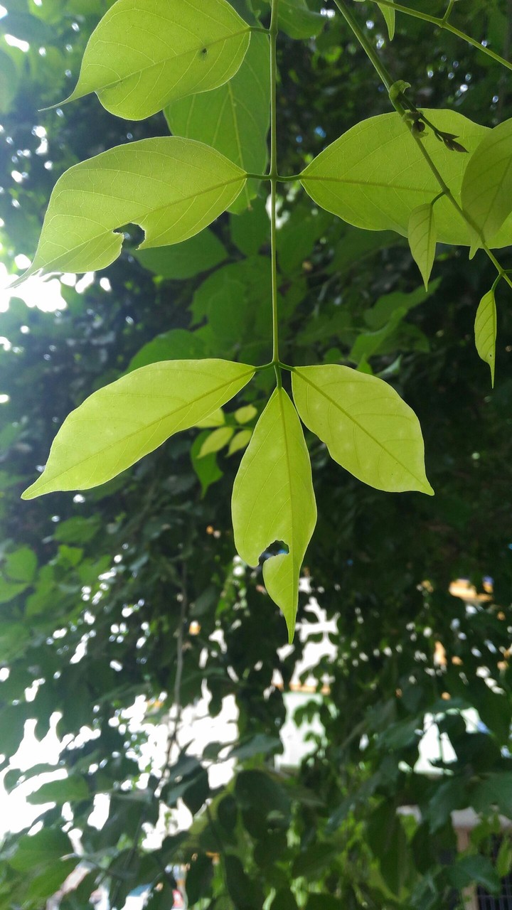 Leaves