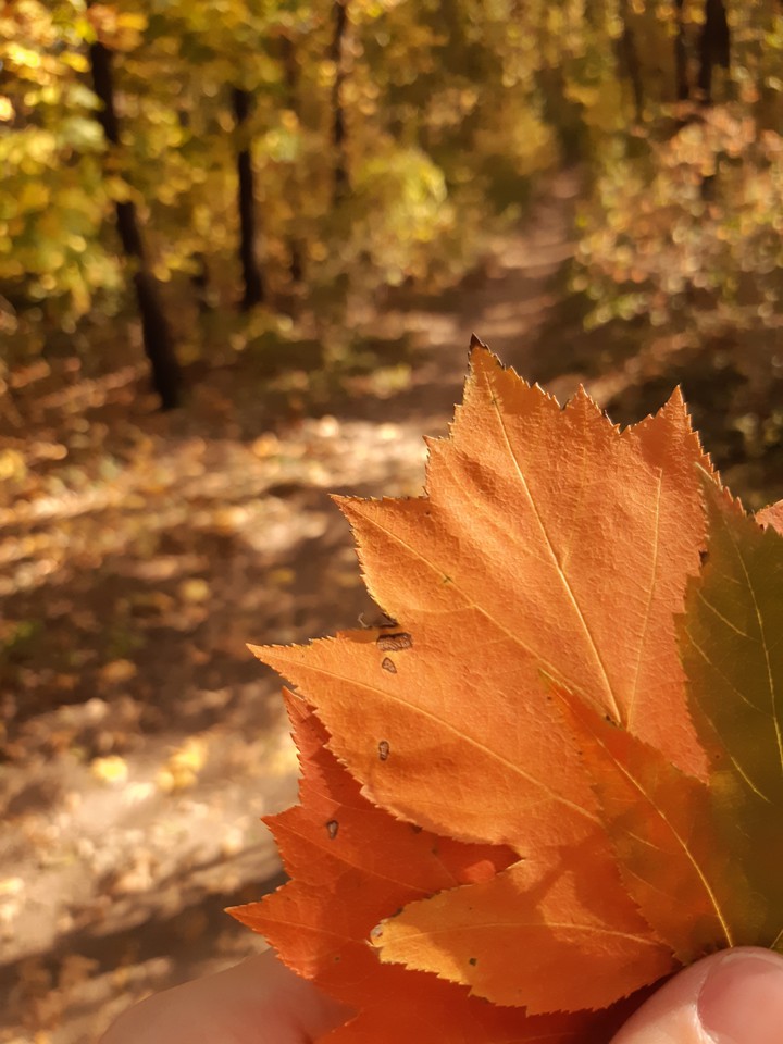 #autumn