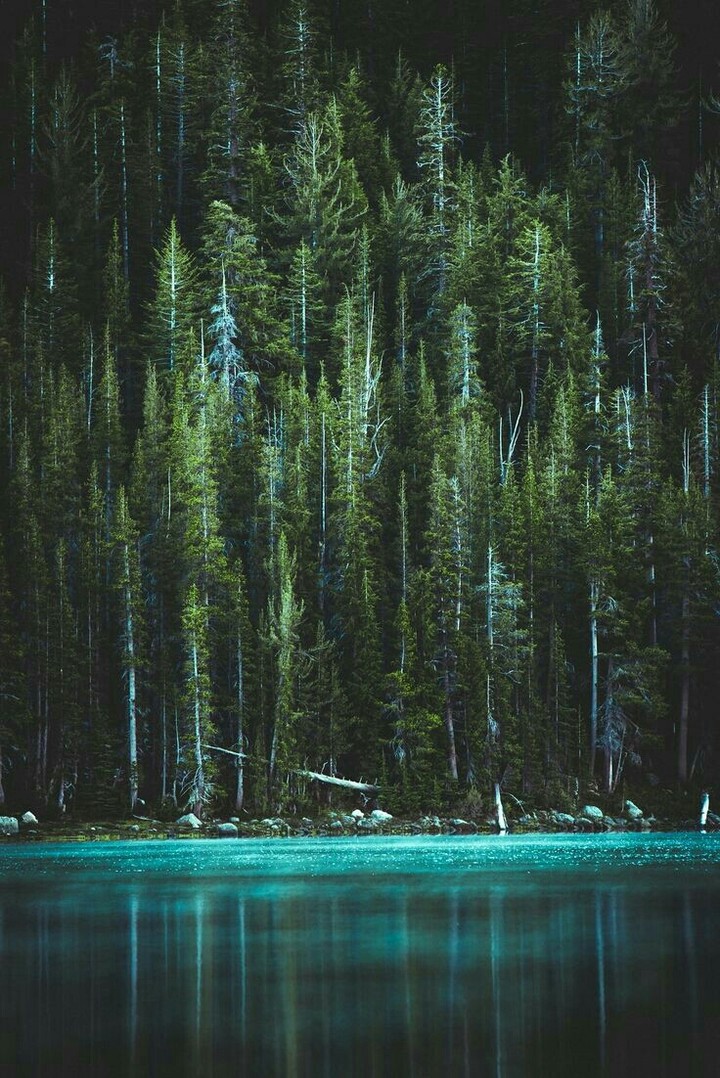 forest