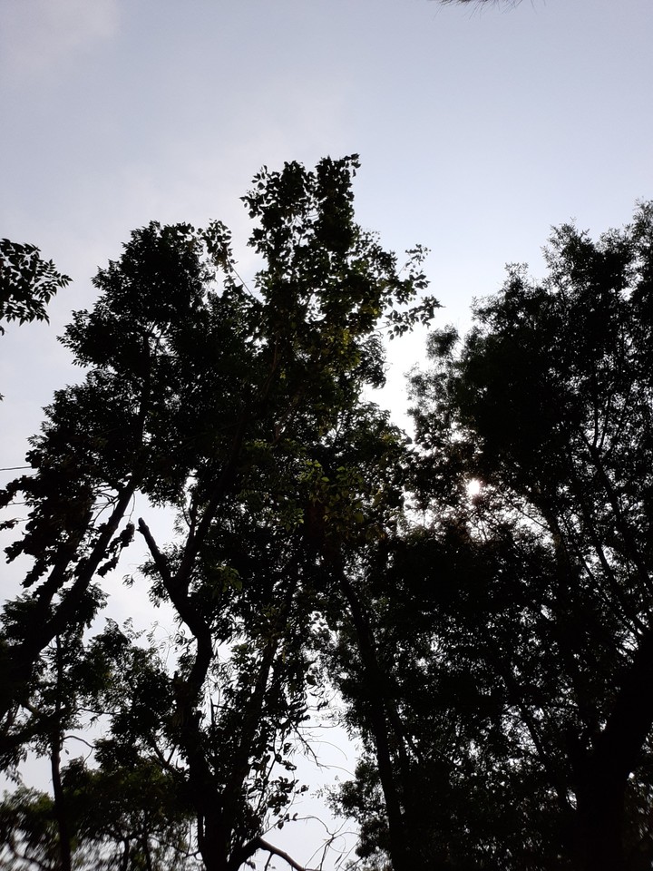 trees