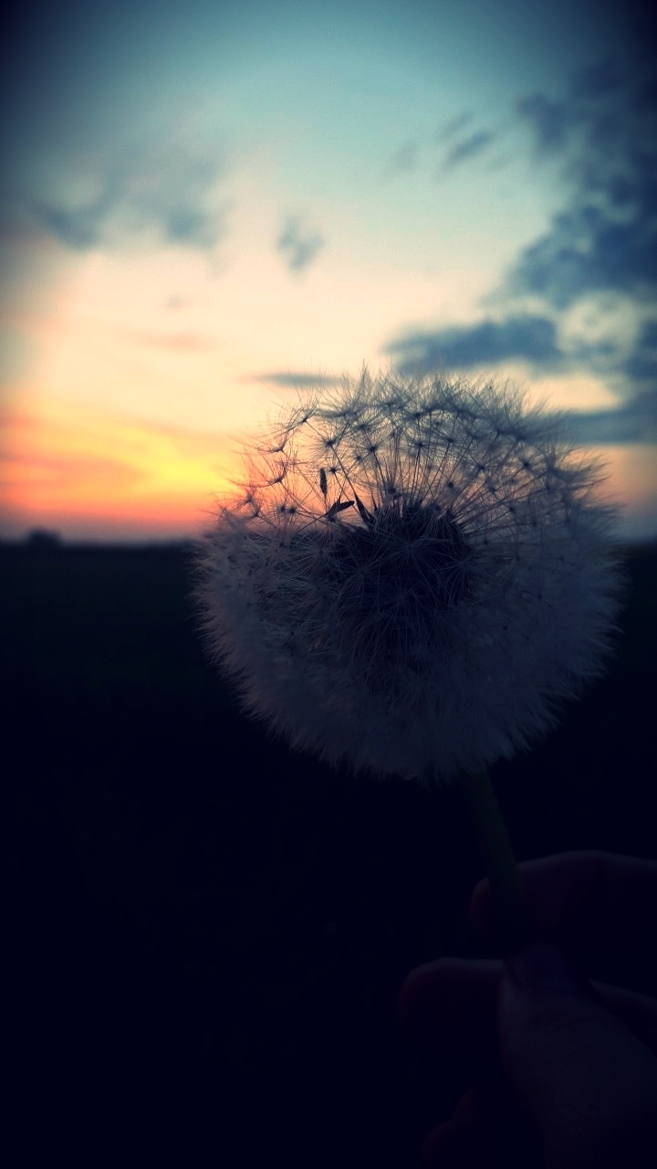 Bubble gum dandelion