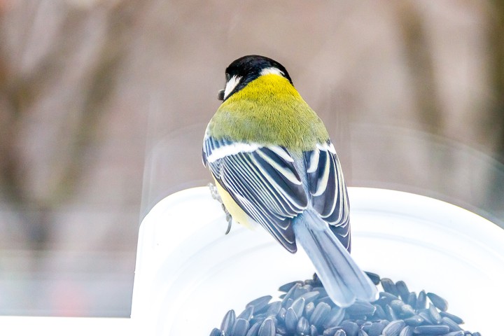 titmouse