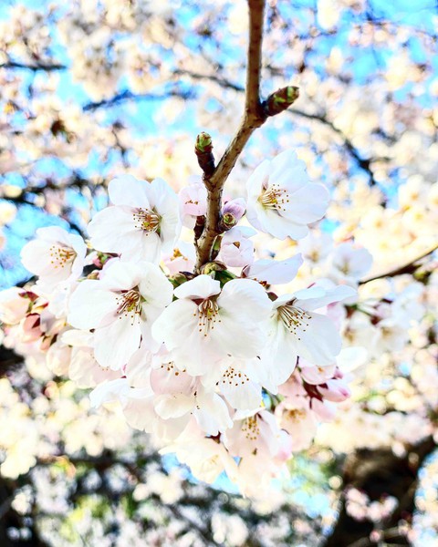peachs blossom