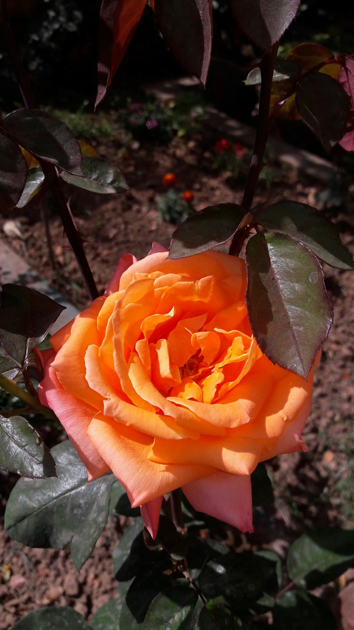 yellow#rose love#bright#winter morning#my garden