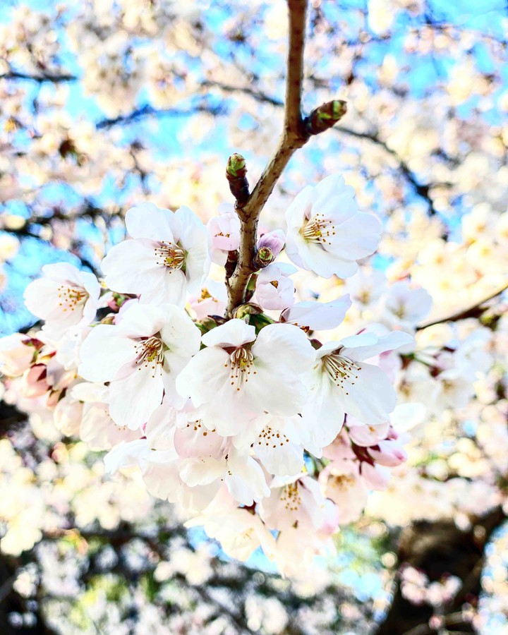 peachs blossom