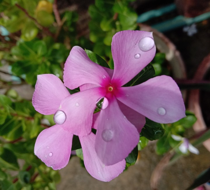 flower