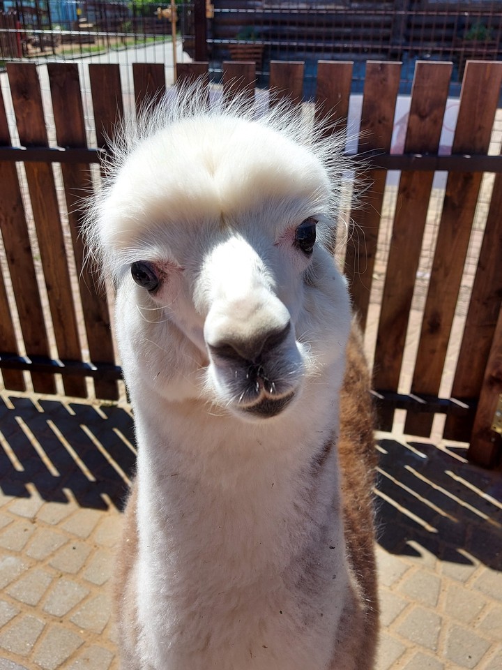 alpaka