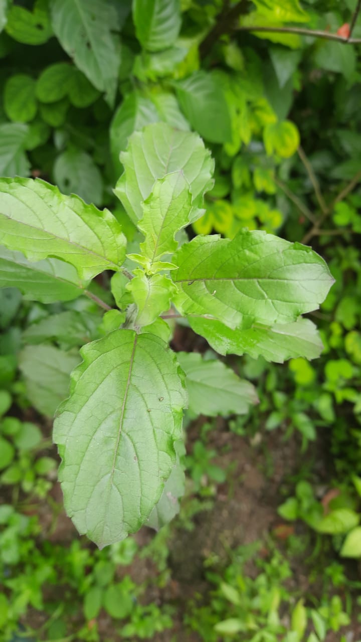 tulsi