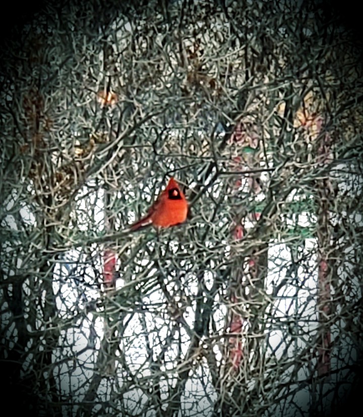 Bright Cardinal on snowy morning