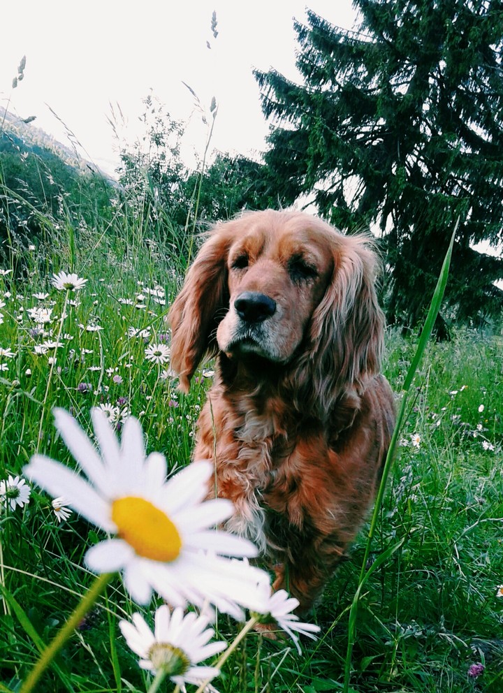 Dog