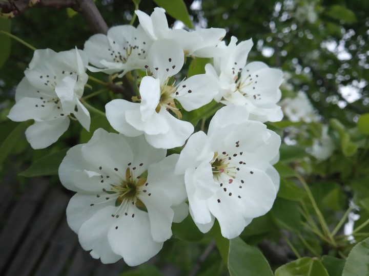 #flowers
