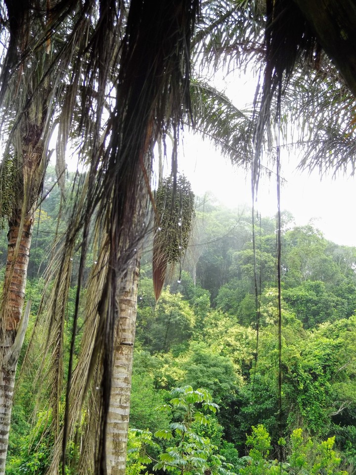 rainforest