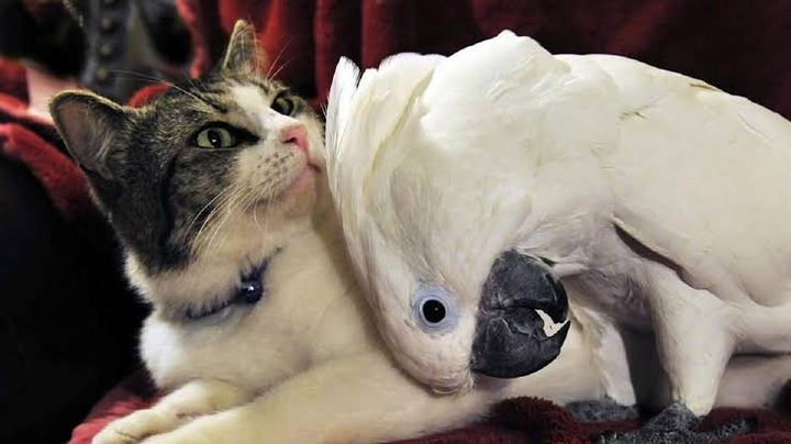 friends