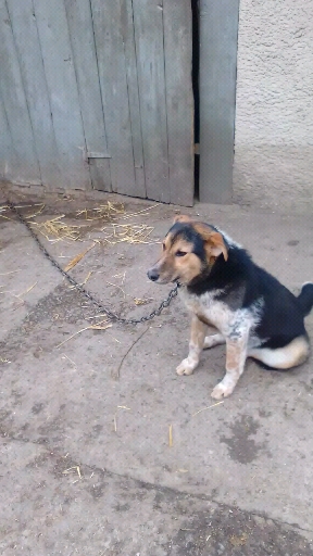 тузик