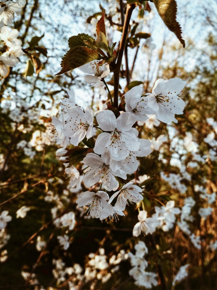 flowers