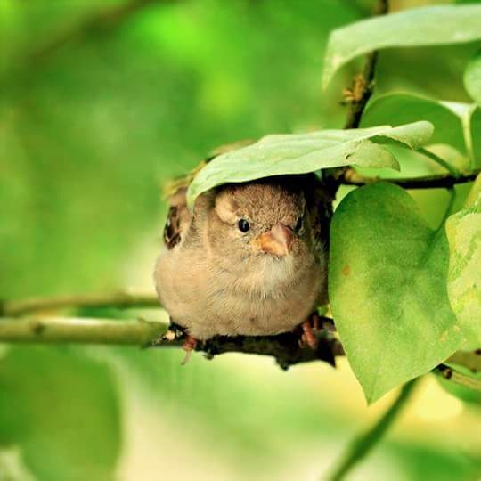 bird