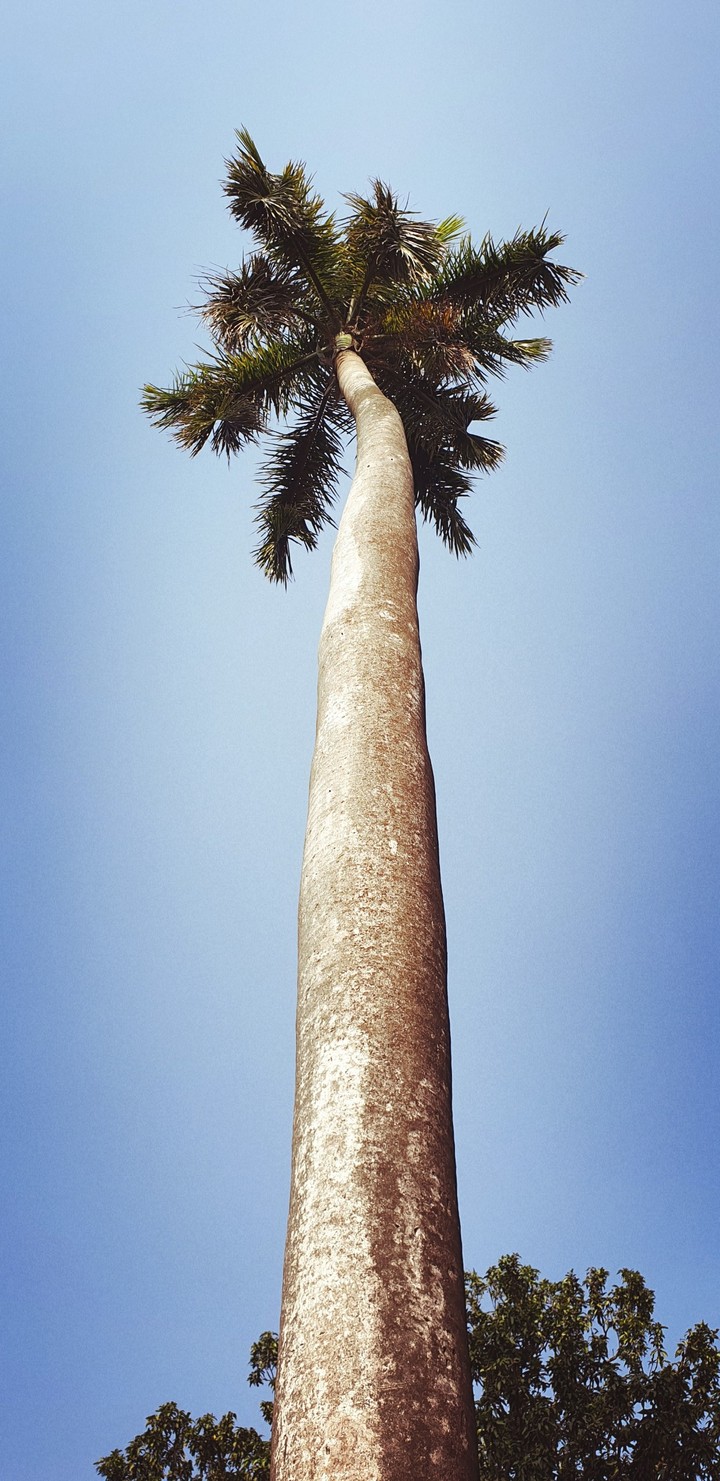 the long tree
