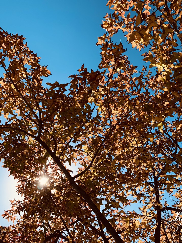 maple