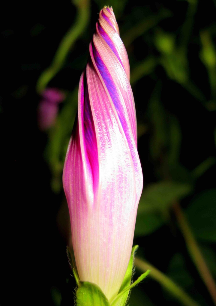 macro