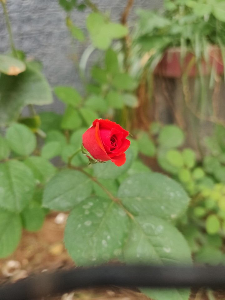 lonely rose