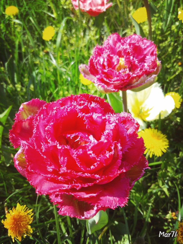 tulip