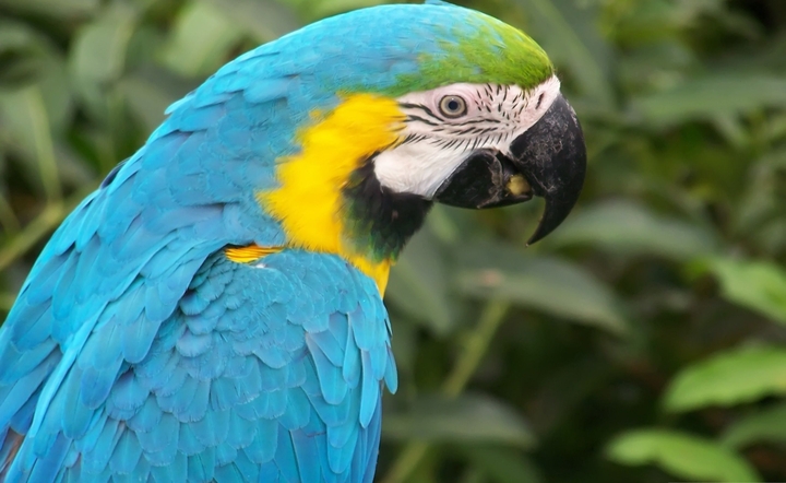 Parrot