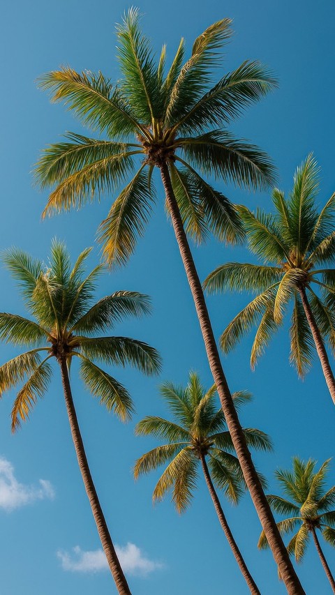 sfondi Leaves, Tropical