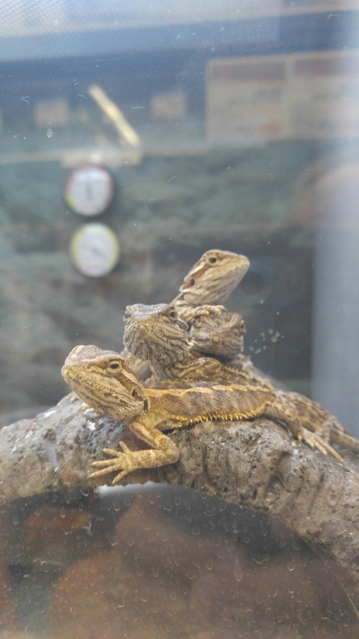 lizards