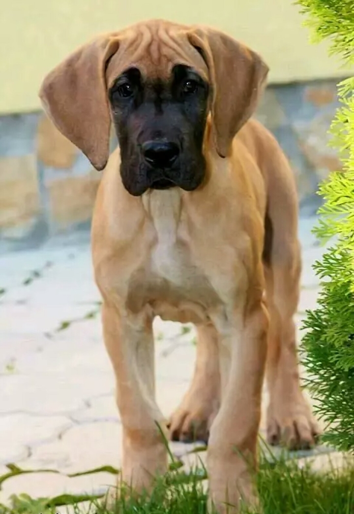 dog