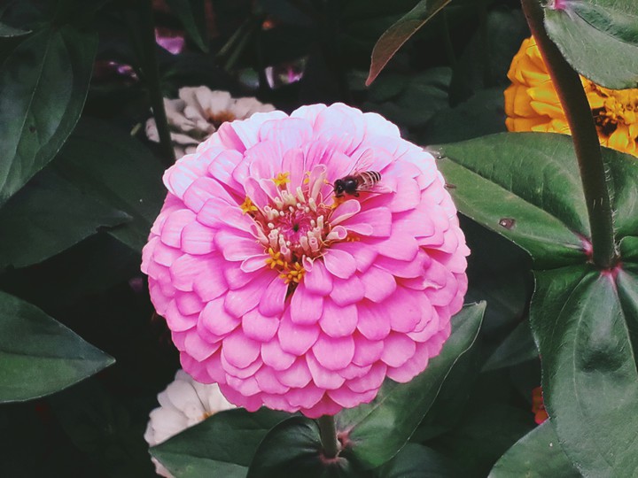 flowers