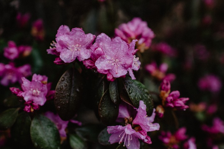 Flowers ❀