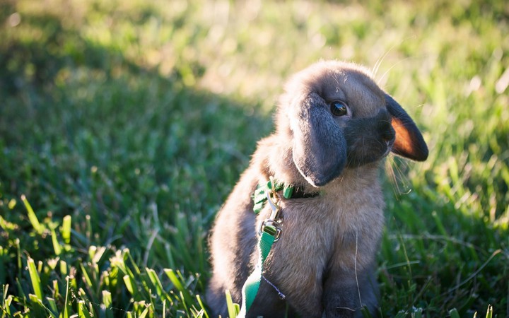 rabbit