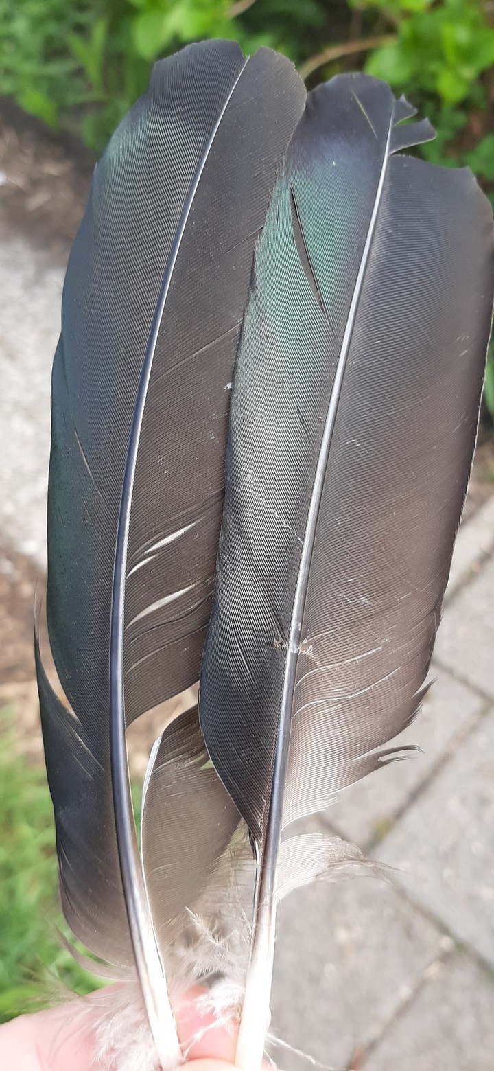 beautiful feathers