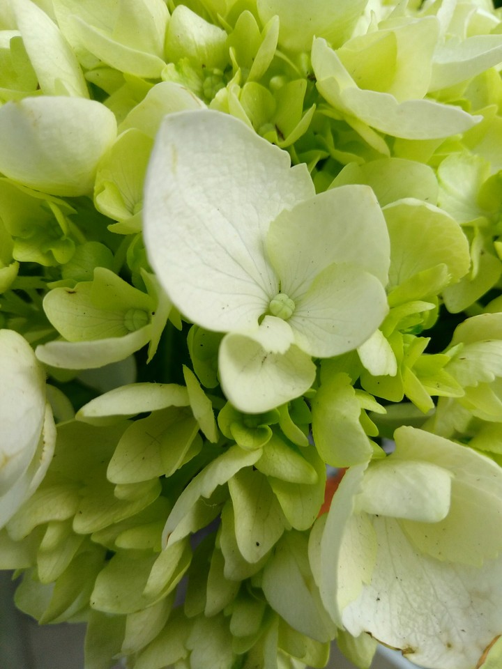 Hydrangeas