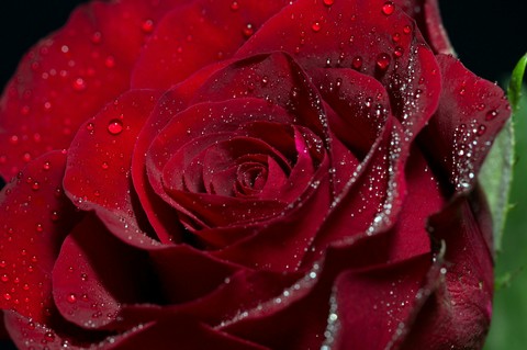red passion