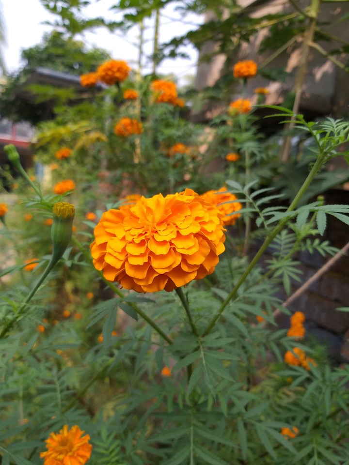 Winter flower
