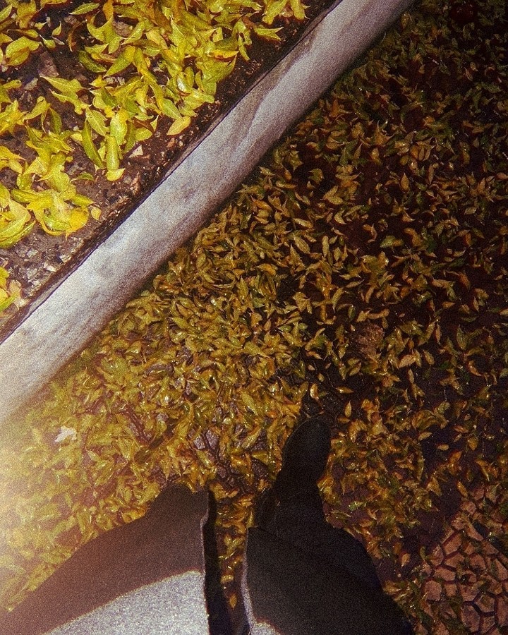 the leaves are all on the ground. it's seem very nice