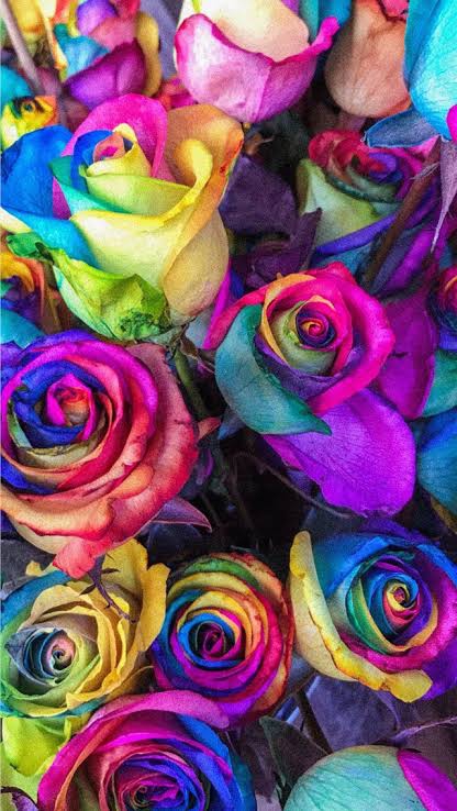 rose007