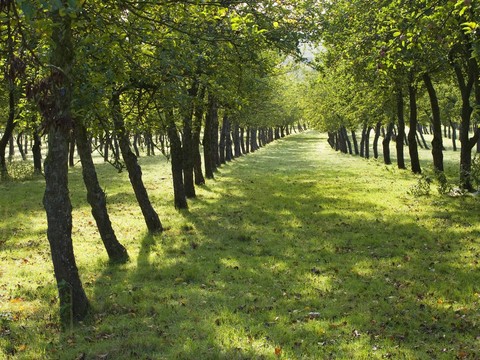 Orchard, Burrow Hill Cider Farm, Somerset, England