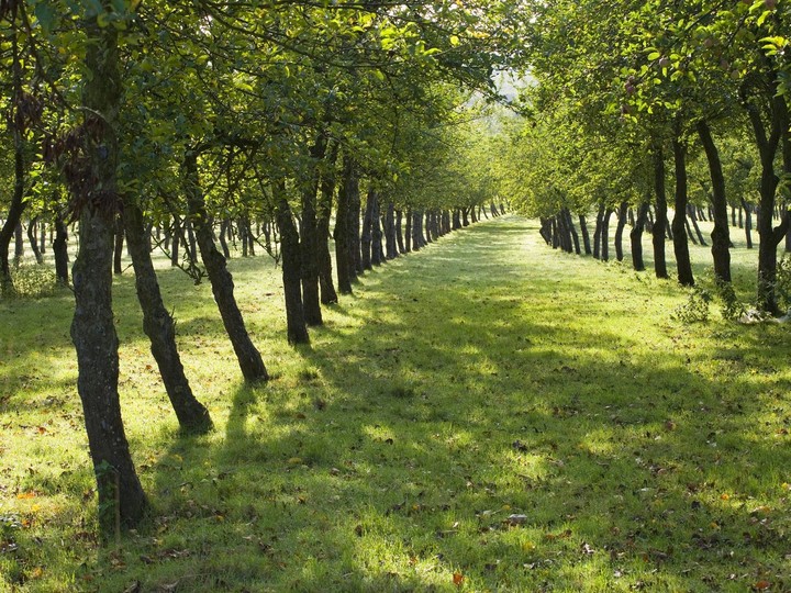 Orchard, Burrow Hill Cider Farm, Somerset, England