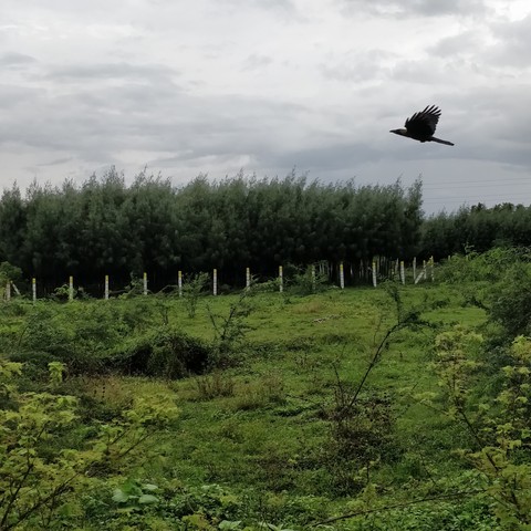 Country Side