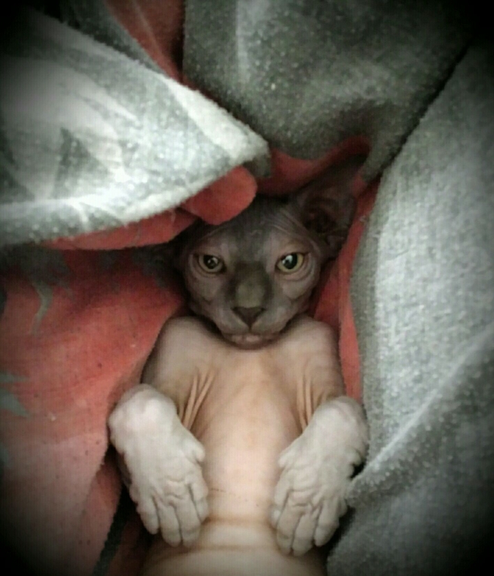 Bébé Klaus