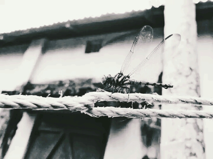 Fly.