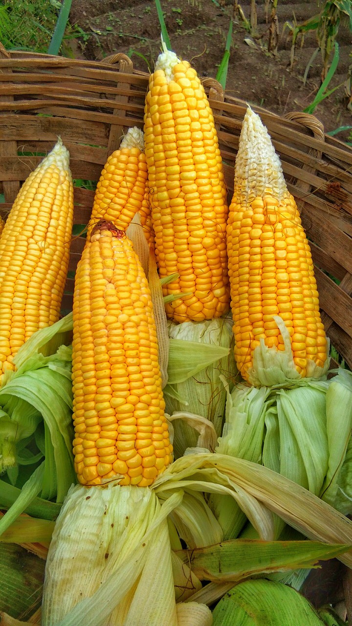 sweet corn