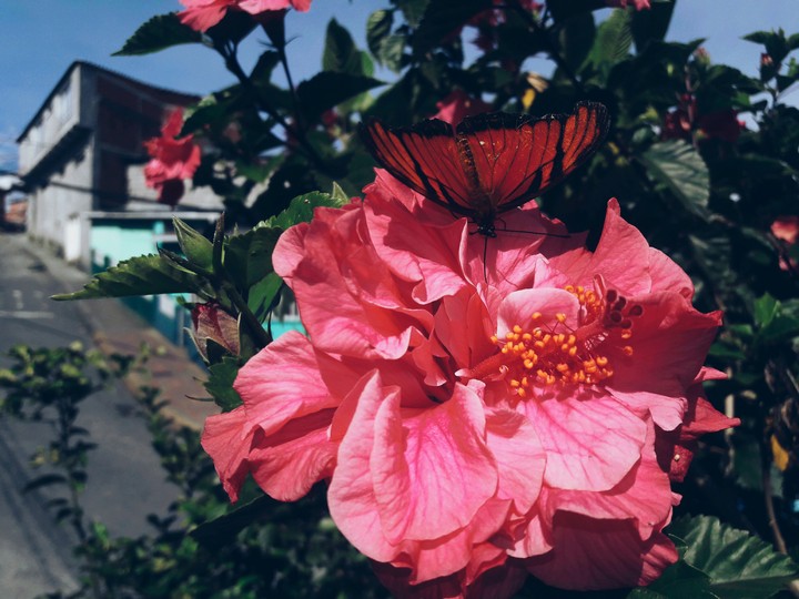 flower