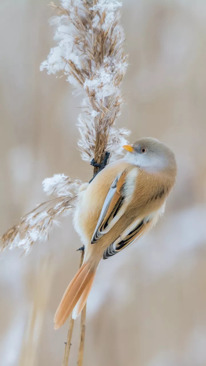 The elven birds in the Reed's
