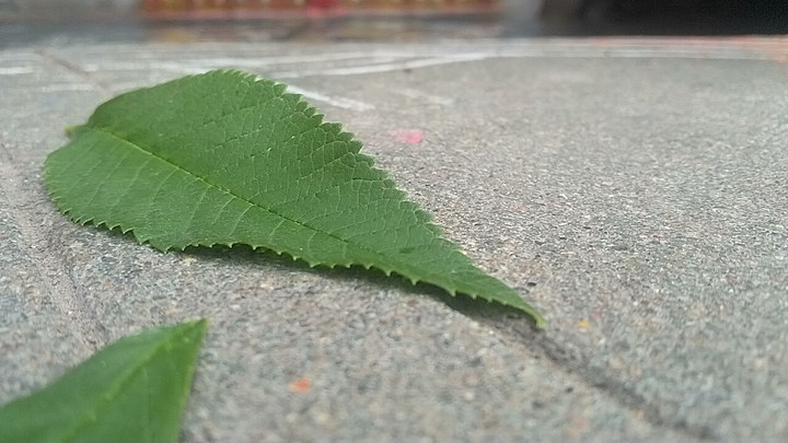 leaf
