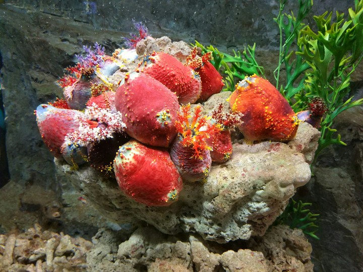 Морские яблоки.