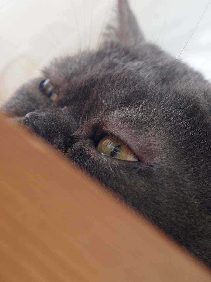 My friends cat.