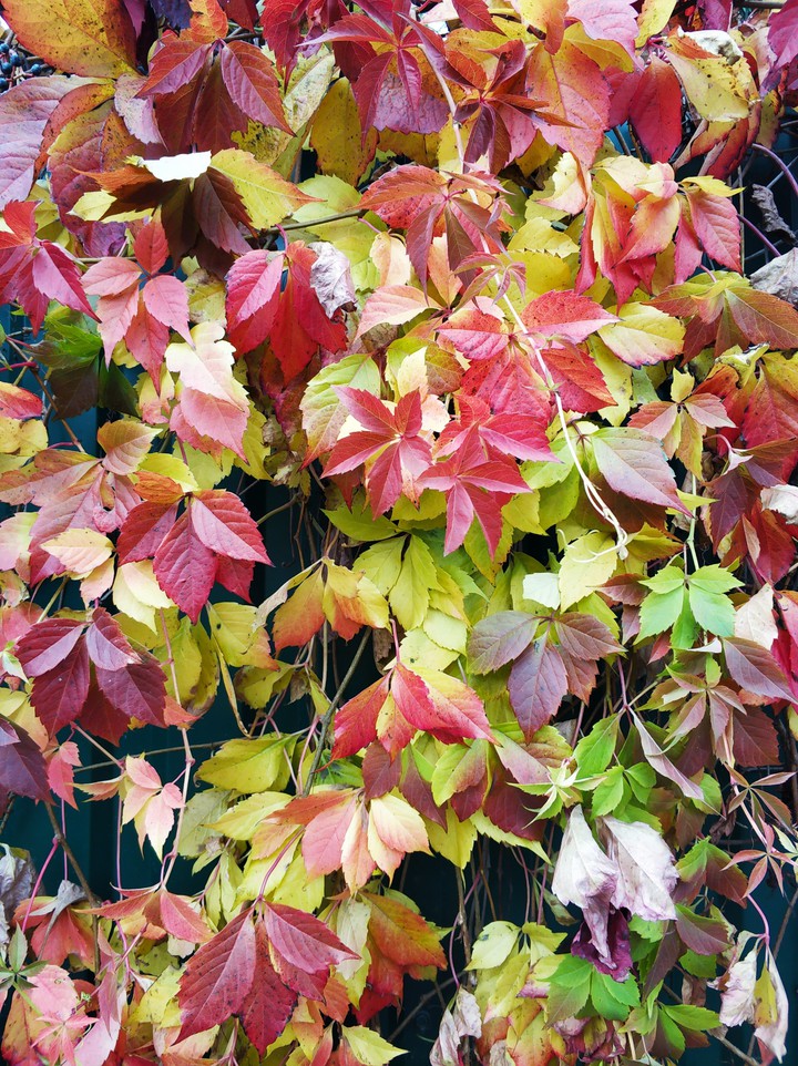 autumn